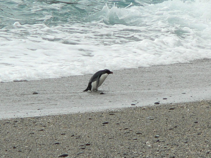 12.42- Un gorfou des fjordland rentre de sa journee en mer.JPG